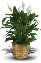Peace Lily Spathiphyllum - Large