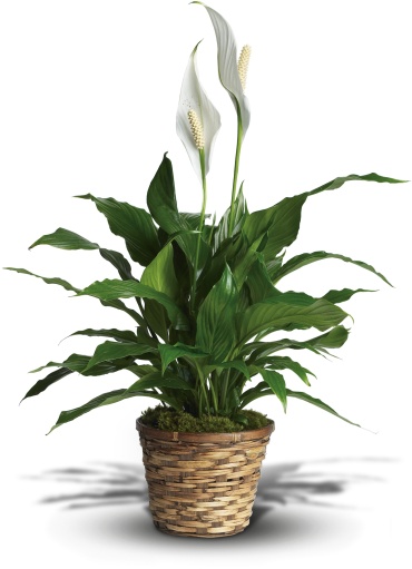 Peace Lily Spathiphyllum - Small